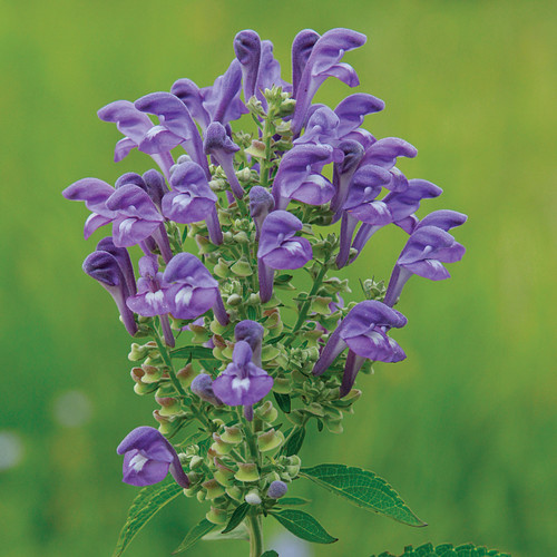 Scutellaria incana, downy skullcap