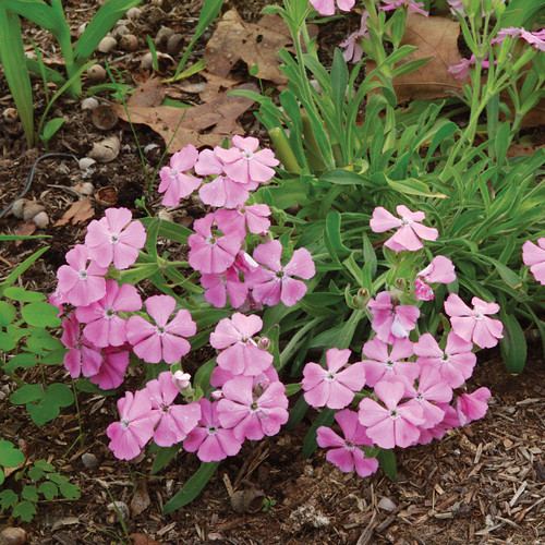 Wild pink, Silene caroliniana