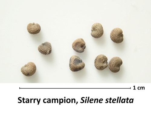 Silene stellata (Starry Campion) seed