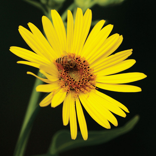 Silphium integrifolium, rosinweed