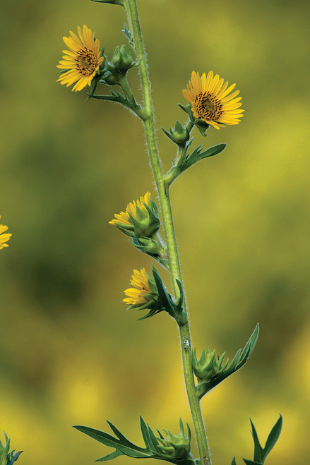 Silphium laciniatum (Compass Plant)