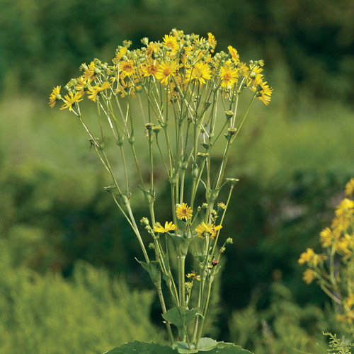 Silphium perfoliatum, Cup plant