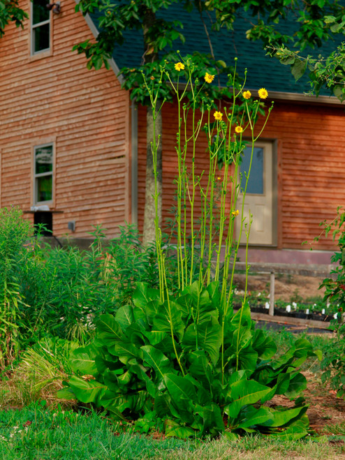 Silphium terebinthinaceum, Prairie dock