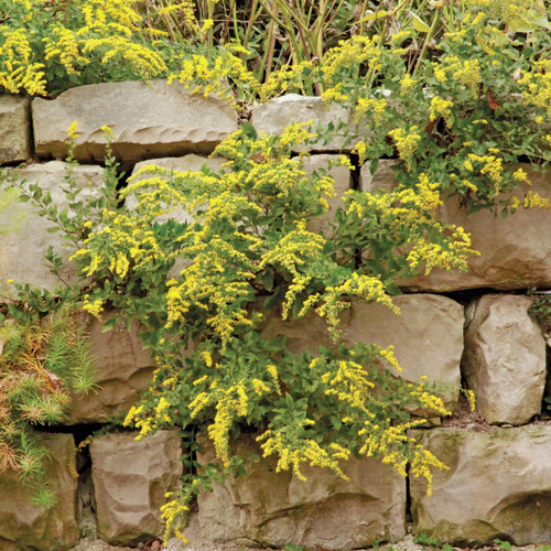 Solidago drummondii, Cliff goldenrod