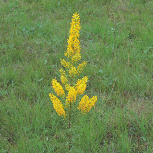 Solidago speciosa, Showy goldenrod