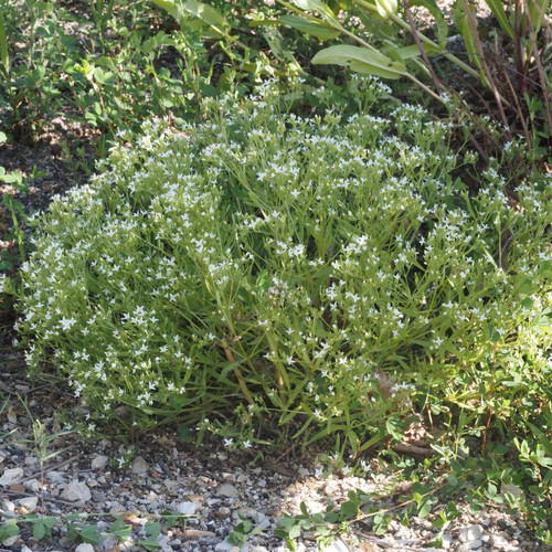 Stenaria nigricans, Diamondflowers