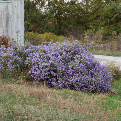 Symphyotrichum oblongifolium, Aromatic aster