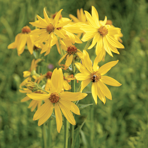 Verbesina helianthoides, Yellow crownbeard