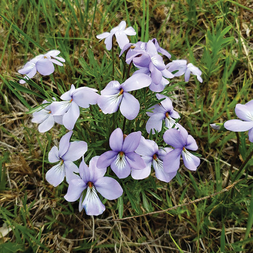 Viola pedata, Bird's foot violet