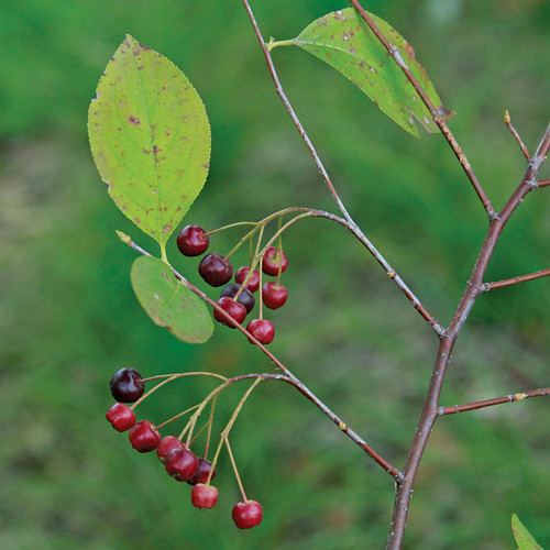 Aronia melanocarpa, black chokeberry