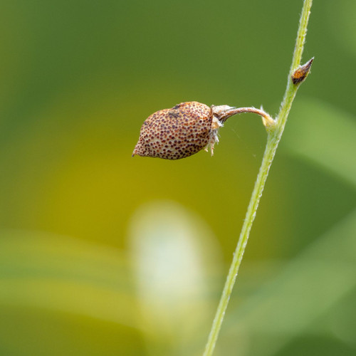 Pediomelum tenuiflorum (Slimflower Scurfpea) seed