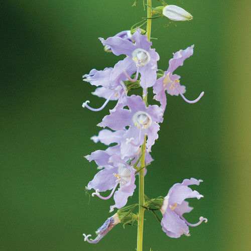 Campanulastrum americanum (American Bellflower)