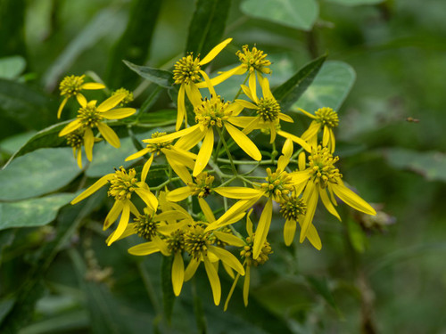 Verbesina alternifolia, Yellow ironweed