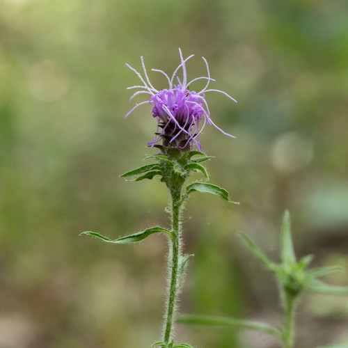 Liatris hirsuta (Hairy Blazing Star)