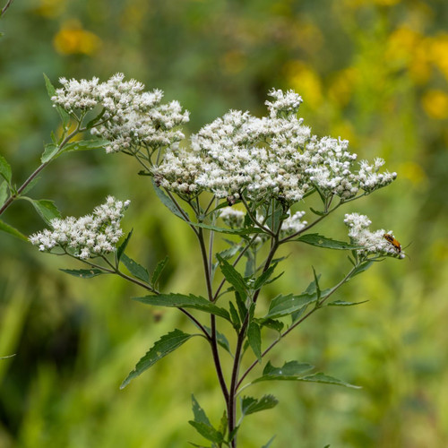 Eupatorium serotinum (Late Boneset)