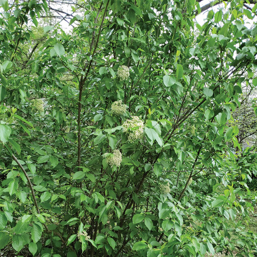 Viburnum lentago (Nannyberry)