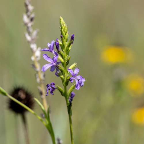 Buchnera americana (American bluehearts)