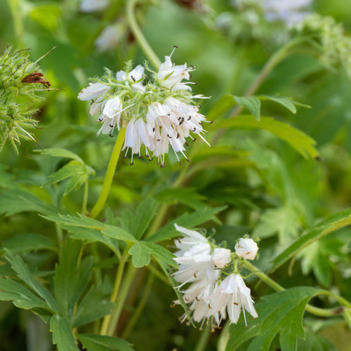 Hydrophyllum virginianum (Virginia Waterleaf)