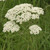 Achillea millefolium, Yarrow