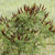 Amorpha fruticosa, Indigo bush
