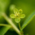 Phyllanthopsis phyllanthoides (Missouri Maidenbush) female flower