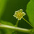 Phyllanthopsis phyllanthoides (Missouri Maidenbush) male flower