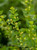 Phyllanthopsis phyllanthoides (Missouri Maidenbush) male flowers
