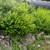 Phyllanthopsis phyllanthoides (Missouri Maidenbush)