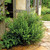 Phyllanthopsis phyllanthoides (Missouri Maidenbush)