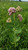 Asclepias sullivantii, Prairie milkweed