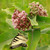 Asclepias syriaca, Common milkweed