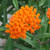 Asclepias tuberosa, Butterfly weed