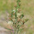 Asclpias verticillata, Whorled milkweed