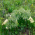 Baptisia bracteata, Cream wild indigo