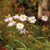 Boltonia asteroides, White doll's daisy