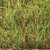 Buchloe dactyloides, Buffalo grass
