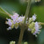 Callicarpa americana, American beautyberry flowers