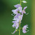 Campanulastrum americanum, American bellflower