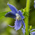 Campanulastrum americanum (American Bellflower)
