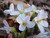 Cardamine concatenata, Cutleaf toothwort