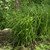 Carex grayi, Gray's sedge