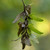Carpinus caroliniana (Musclewood) seed