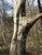 Carpinus caroliniana (Musclewood)