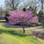 Cercis canadensis, Eastern redbud