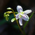 Claytonia virginica, Spring beauty
