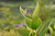 Clematis fremontii, Fremont's leatherflower