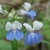 Collinsia verna, Blue-eyed Mary