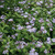 Conoclinium coelestinum, Mist flower
