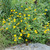 Coreopsis pubescens, star tickseed