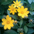 Coreopsis pubescens, Star tickseed
